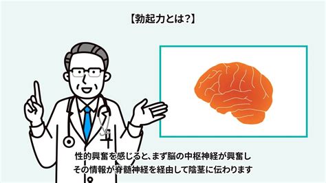 勃起力が低下する原因は？硬さや持続力を高める方法を解説